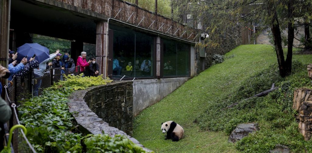 Pandas and politics − from World War II to the Cold War, zoos have always been ideological