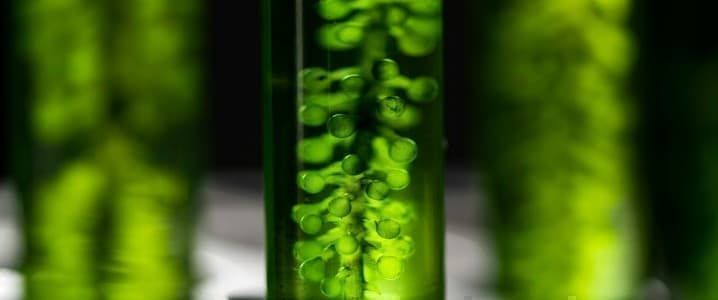 Is Biofuel Land Better Used for Solar?
