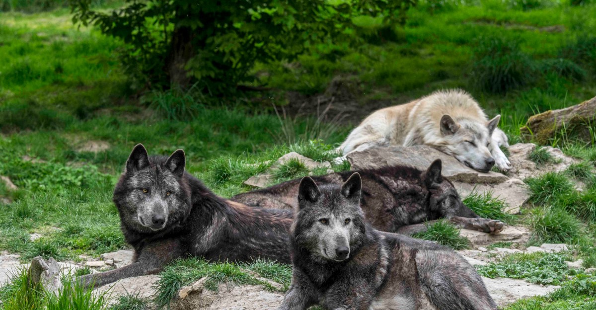 The US government’s war on wildlife, explained in 3 charts