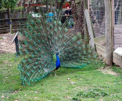 Look: Tennessee Zoo’s escaped peacock found in resident’s backyard