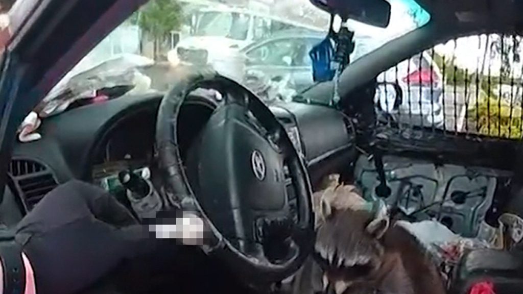 Raccoon Grabs Pipe & Puts it to Mouth During Woman’s Arrest, on Video