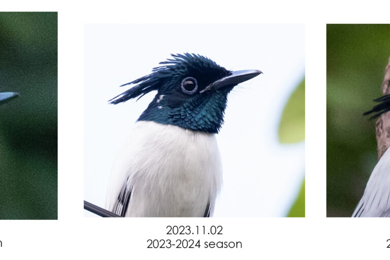 A migrating flycatcher returning to the same Sri Lankan garden sparks interest in birders