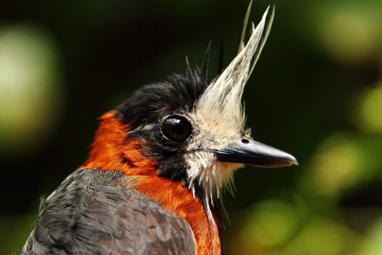 Even in intact Amazon forests, climate change affects bird populations: Study