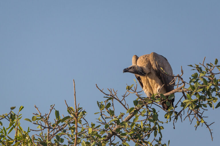 Cape vulture conservation offers hope, but challenges remain