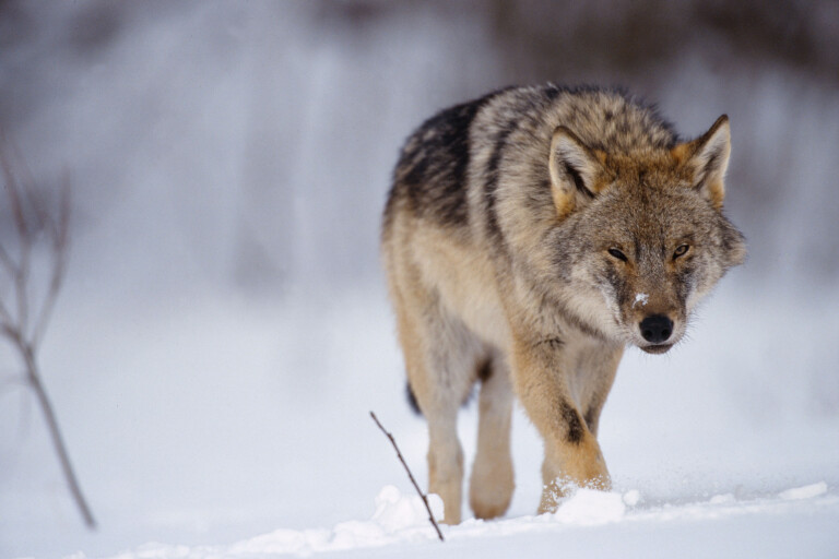 EU’s legislative body accepts weakening of wolf protection