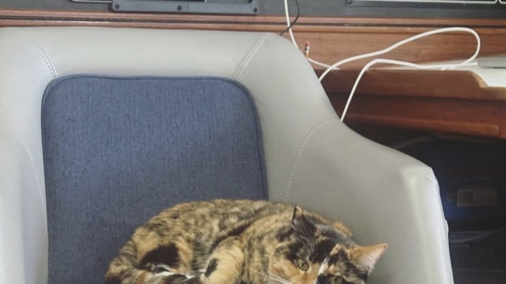 Sailing from Oregon to Hawaii after quitting his job turns man with cat into social media star…
