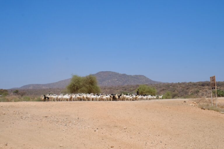 Crisis hits community-led conservation group in northern Kenya
