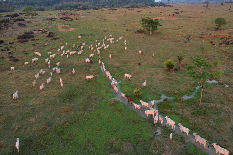 New forest loss data beef up Amazon deforestation case against Casino Group