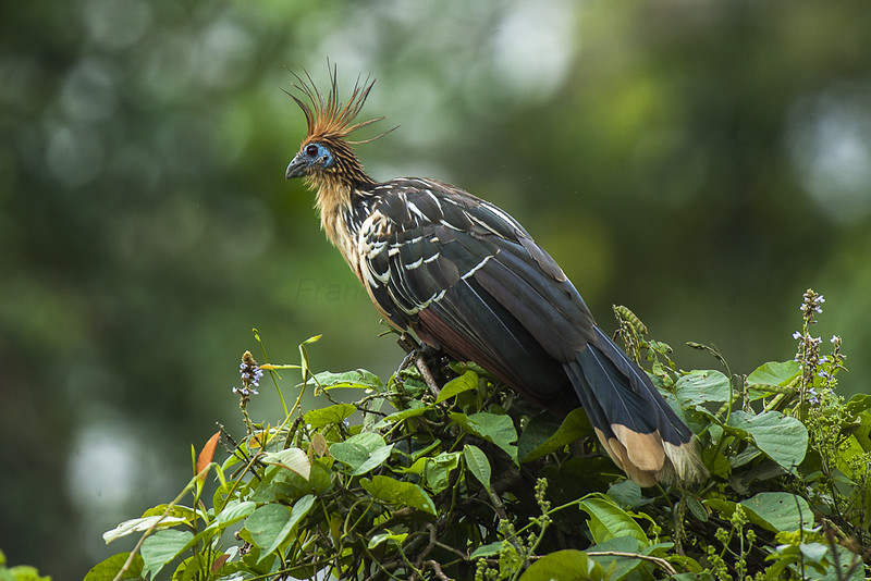 The World’s Stinkiest Bird Smells Like Cow Manure
