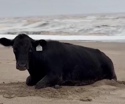Watch: Cow caught in flood found alive on Australian beach 11 miles away