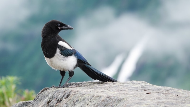Report: US bird population is declining
