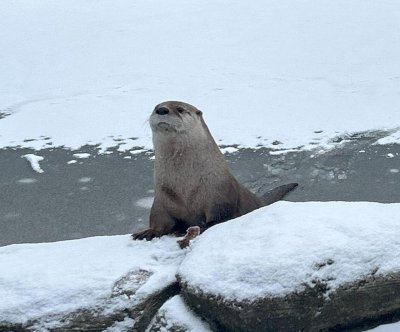 Wisconsin zoo: Escaped otter ‘made the decision’ to be wild