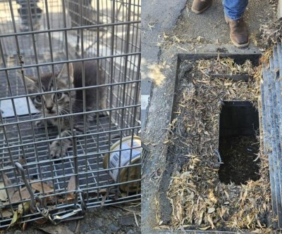 Look: Kitten rescued from California storm drain