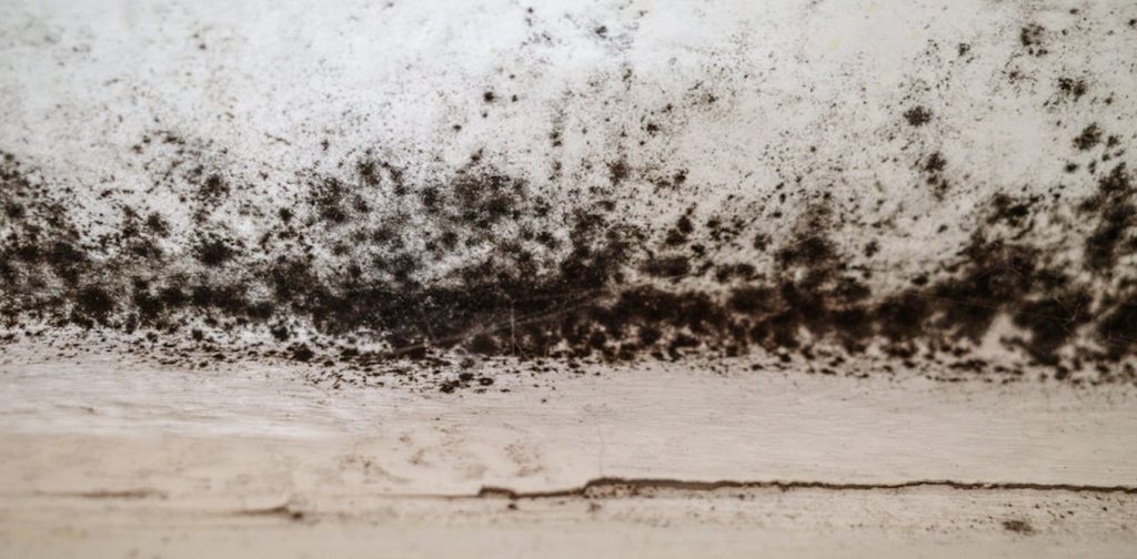 Is black mould really as bad for us as we think? A toxicologist explains