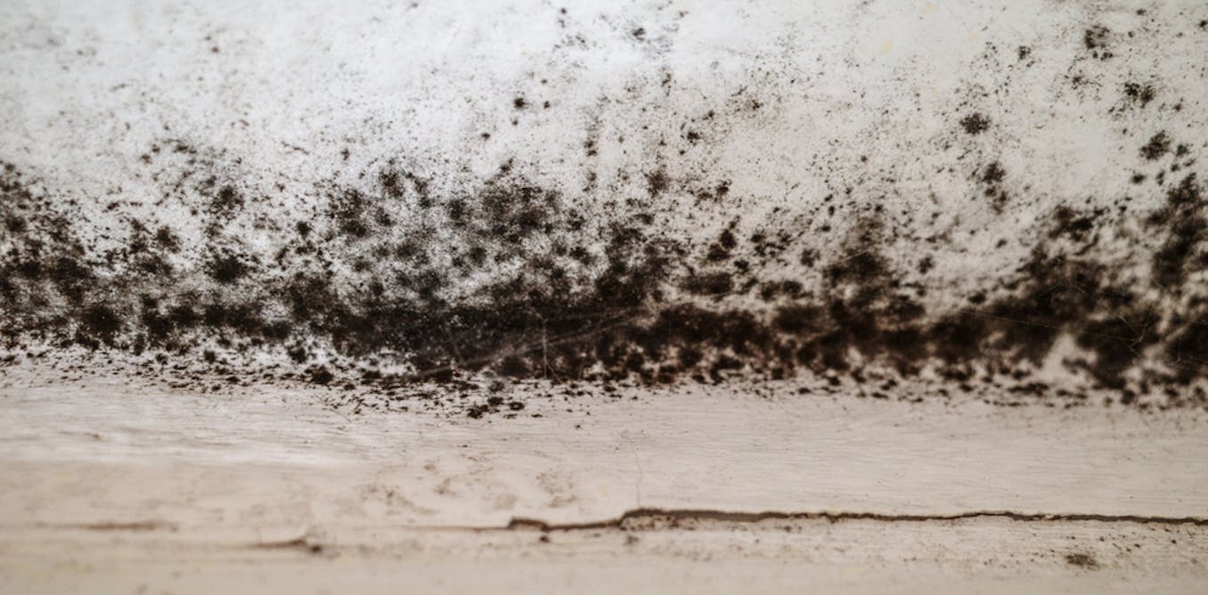 Is black mould really as bad for us as we think? A toxicologist explains