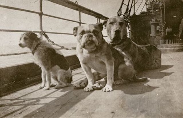 TIL that the last three dogs to survive the sinking of the Titanic were all so small (two Pomeranians and a Pekinese) that they were likely carried onto the lifeboats, concealed in their owners’ coats or blankets, without other passengers noticing.