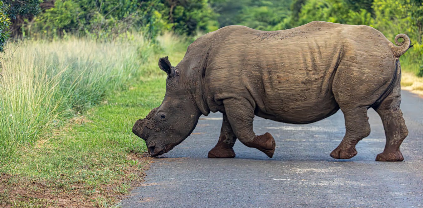 Dehorning rhinos tips the balance against poaching – new study
