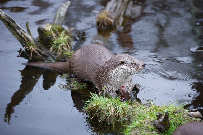 In Nepal, northernmost sighting of Eurasian otter raises hope, concerns
