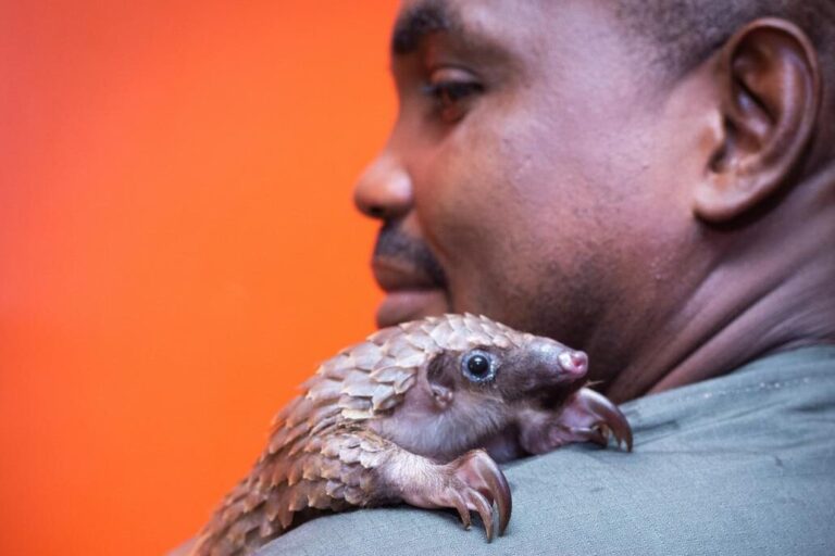 How trafficking & misconceptions threaten Nigeria’s wildlife: Q&A with Dr. Mark Ofua